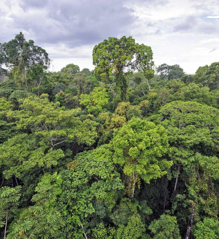 Forets & société civile